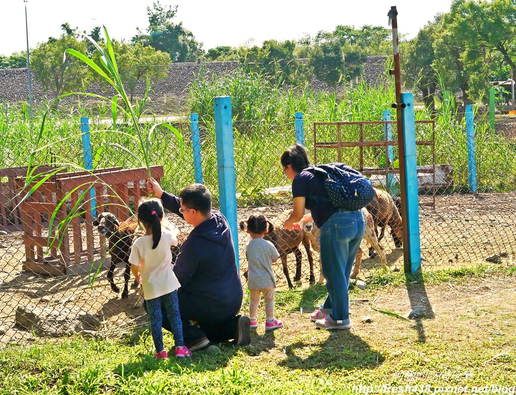 【宜蘭農場】可達休閒羊場,免門票,體驗活動最低20元,餵大羊吃草、餵小羊喝奶、體驗擠羊奶、彩繪陶瓷娃娃,宜蘭親子一日遊首選。 - 第20張圖 P1690710