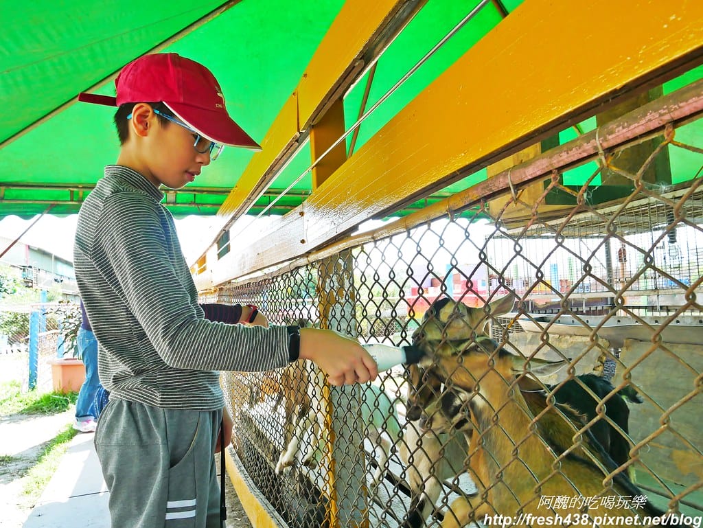 【宜蘭農場】可達休閒羊場,免門票,體驗活動最低20元,餵大羊吃草、餵小羊喝奶、體驗擠羊奶、彩繪陶瓷娃娃,宜蘭親子一日遊首選。 - 第15張圖 P1690656
