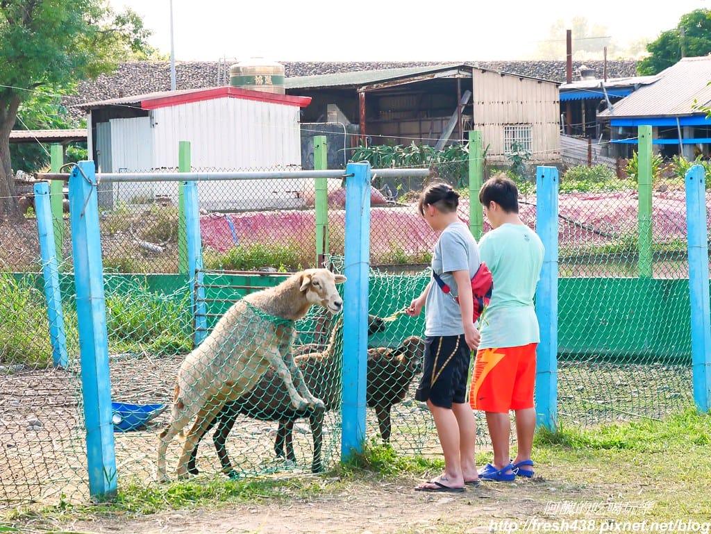 【宜蘭農場】可達休閒羊場,免門票,體驗活動最低20元,餵大羊吃草、餵小羊喝奶、體驗擠羊奶、彩繪陶瓷娃娃,宜蘭親子一日遊首選。 - 第21張圖 P1690746
