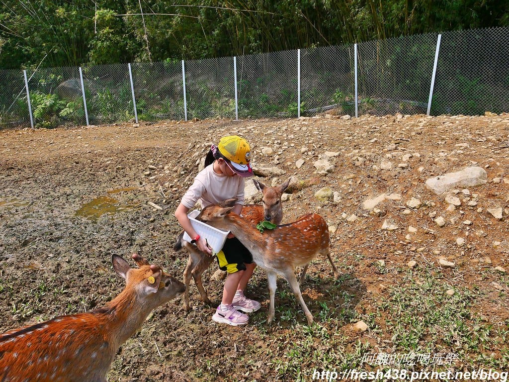 【新北景點】鹿羽松牧場,台版奈良在金山!!近距離餵食梅花鹿、綿羊豬、跳跳羊,孩子們的快樂天堂。 - 第63張圖 48