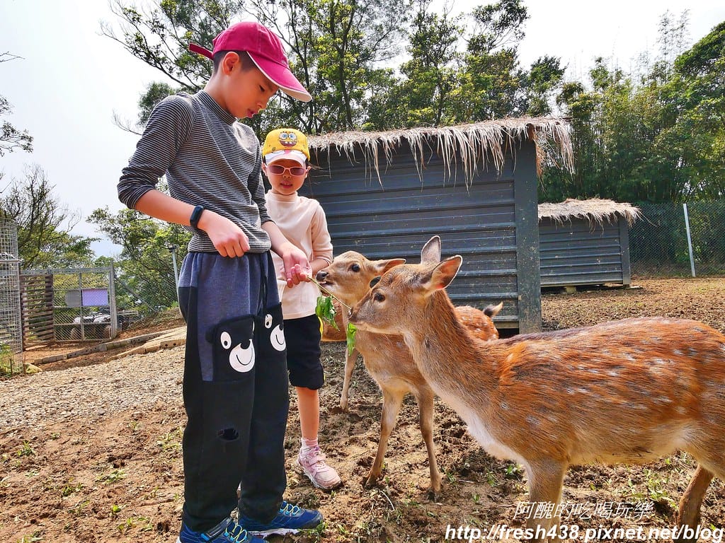 【新北景點】鹿羽松牧場,台版奈良在金山!!近距離餵食梅花鹿、綿羊豬、跳跳羊,孩子們的快樂天堂。 - 第57張圖 45-2