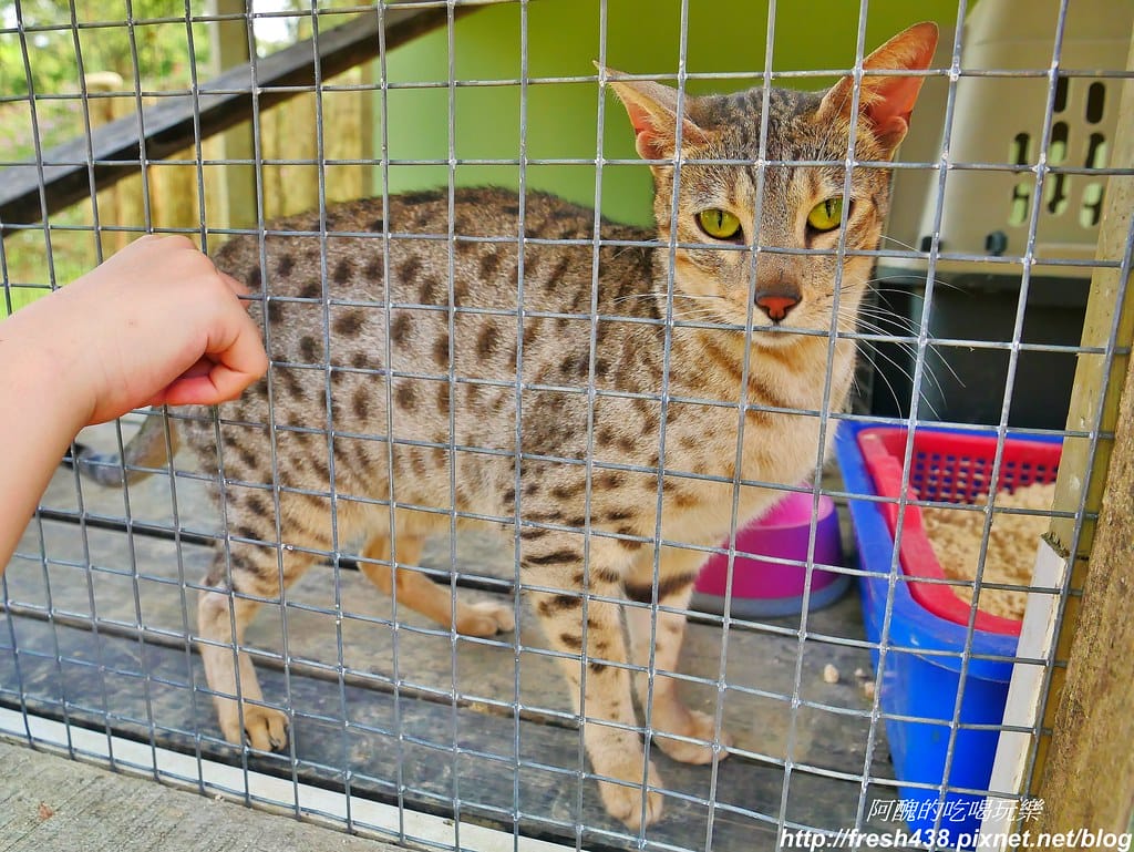 【新北景點】鹿羽松牧場,台版奈良在金山!!近距離餵食梅花鹿、綿羊豬、跳跳羊,孩子們的快樂天堂。 - 第22張圖 67