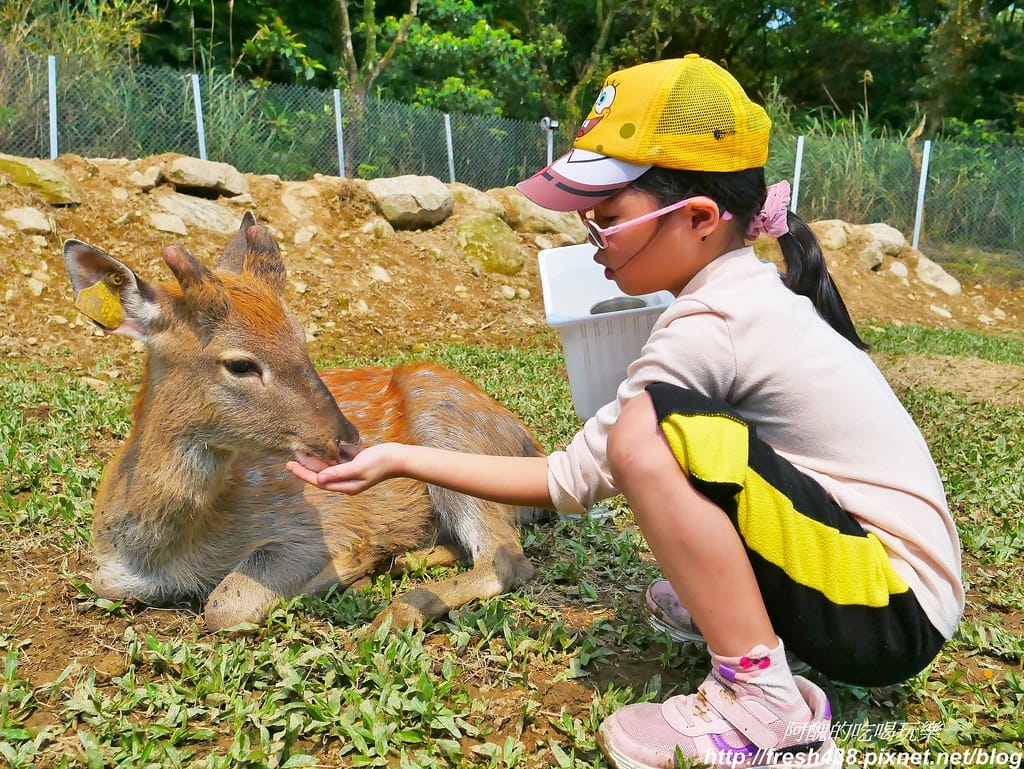 【新北景點】鹿羽松牧場,台版奈良在金山!!近距離餵食梅花鹿、綿羊豬、跳跳羊,孩子們的快樂天堂。 - 第68張圖 54
