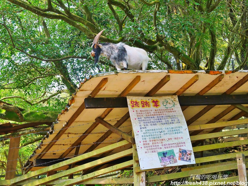 【新北景點】鹿羽松牧場,台版奈良在金山!!近距離餵食梅花鹿、綿羊豬、跳跳羊,孩子們的快樂天堂。 - 第43張圖 24