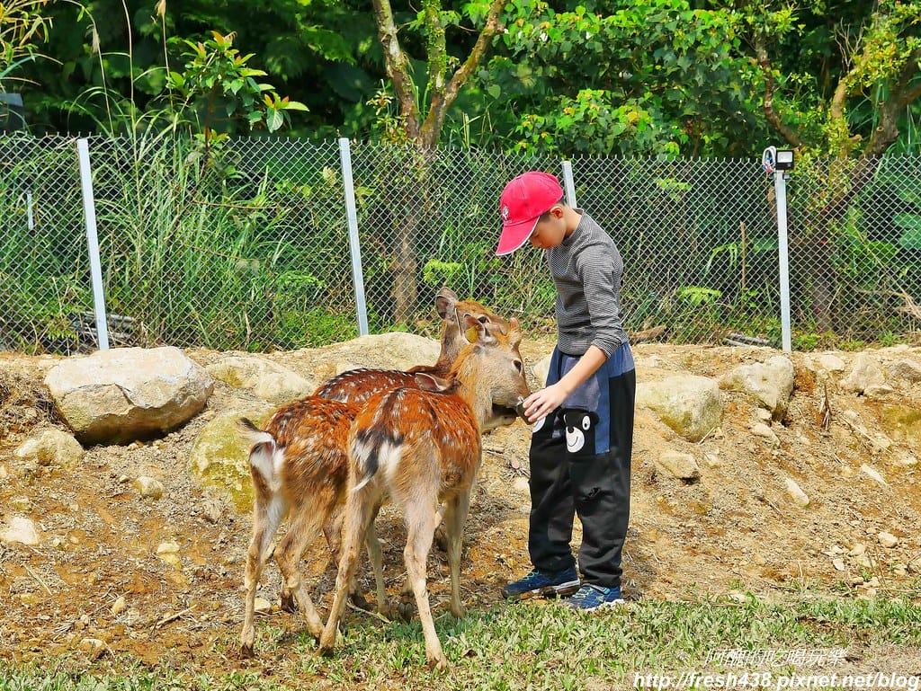 【新北景點】鹿羽松牧場,台版奈良在金山!!近距離餵食梅花鹿、綿羊豬、跳跳羊,孩子們的快樂天堂。 - 第69張圖 55