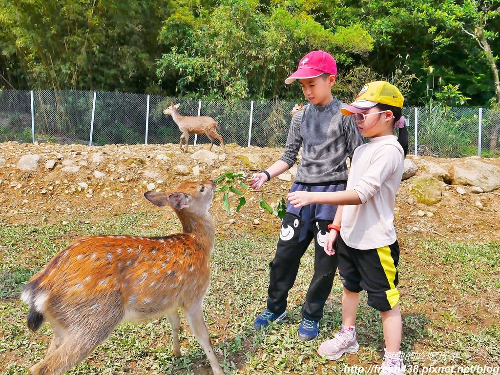 【新北景點】鹿羽松牧場,台版奈良在金山!!近距離餵食梅花鹿、綿羊豬、跳跳羊,孩子們的快樂天堂。 - 第61張圖 47