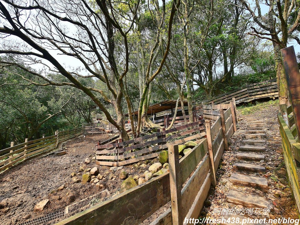 【新北景點】鹿羽松牧場,台版奈良在金山!!近距離餵食梅花鹿、綿羊豬、跳跳羊,孩子們的快樂天堂。 - 第36張圖 17-3