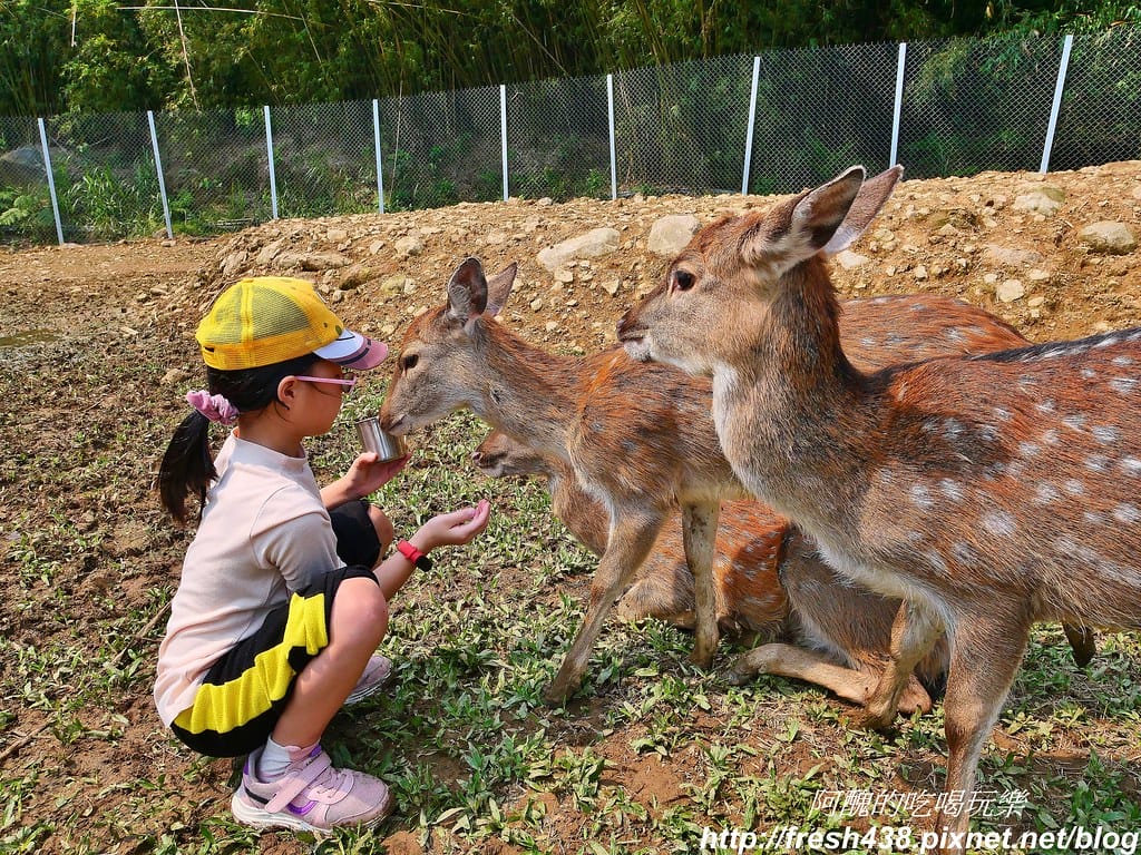 【新北景點】鹿羽松牧場,台版奈良在金山!!近距離餵食梅花鹿、綿羊豬、跳跳羊,孩子們的快樂天堂。 - 第59張圖 45-3
