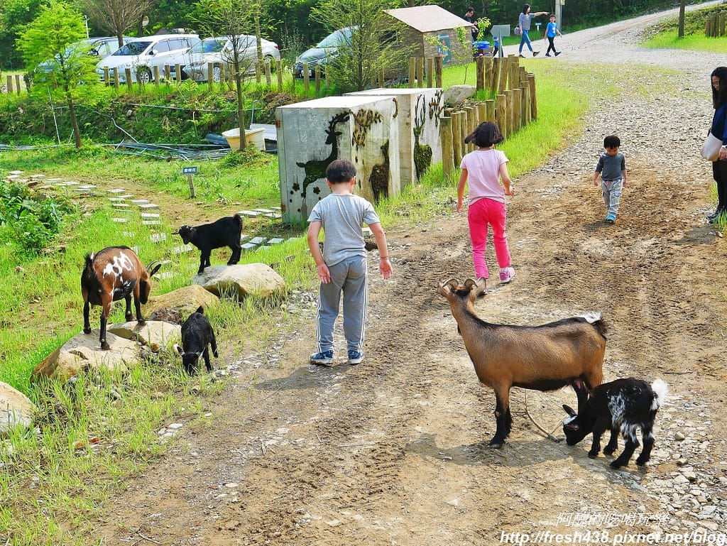 【新北景點】鹿羽松牧場,台版奈良在金山!!近距離餵食梅花鹿、綿羊豬、跳跳羊,孩子們的快樂天堂。 - 第17張圖 65