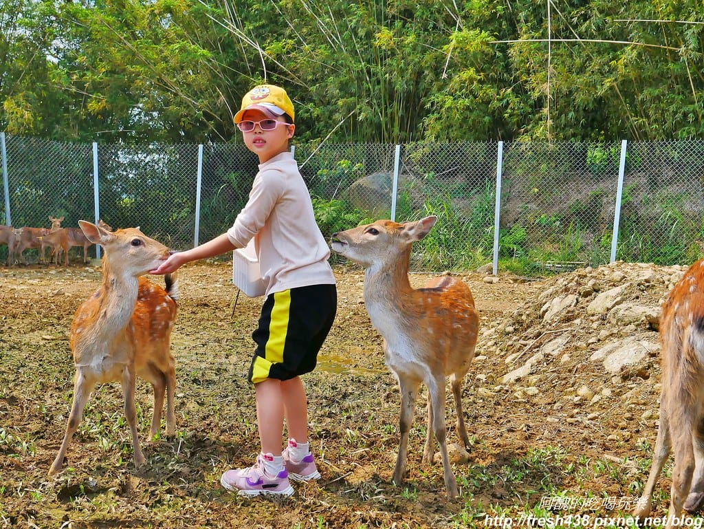 【新北景點】鹿羽松牧場,台版奈良在金山!!近距離餵食梅花鹿、綿羊豬、跳跳羊,孩子們的快樂天堂。 - 第65張圖 51