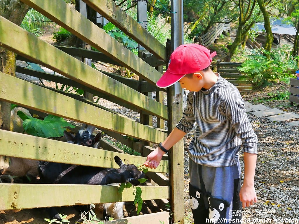 【新北景點】鹿羽松牧場,台版奈良在金山!!近距離餵食梅花鹿、綿羊豬、跳跳羊,孩子們的快樂天堂。 - 第48張圖 28