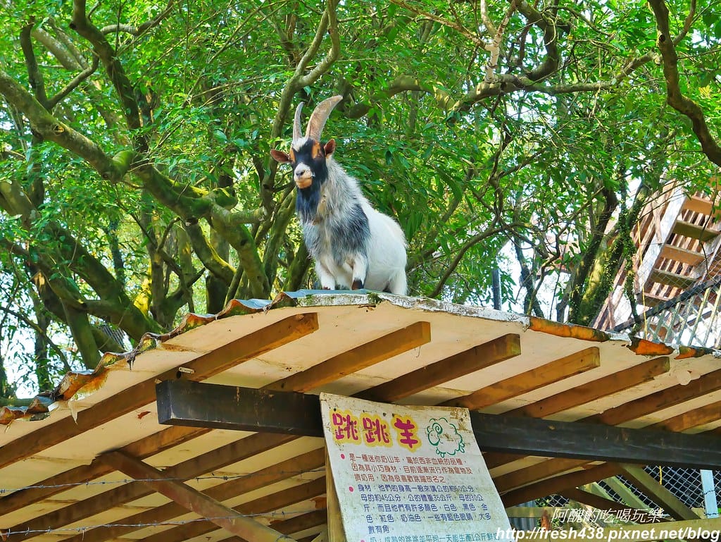 【新北景點】鹿羽松牧場,台版奈良在金山!!近距離餵食梅花鹿、綿羊豬、跳跳羊,孩子們的快樂天堂。 - 第44張圖 24-1
