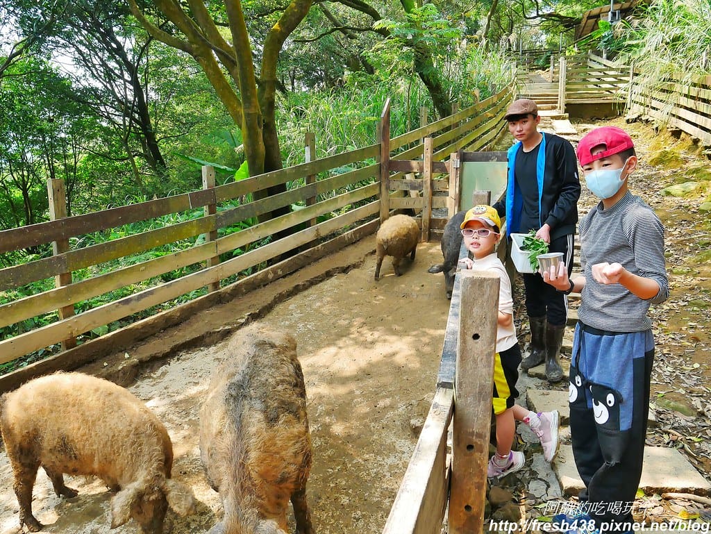 【新北景點】鹿羽松牧場,台版奈良在金山!!近距離餵食梅花鹿、綿羊豬、跳跳羊,孩子們的快樂天堂。 - 第39張圖 20-2