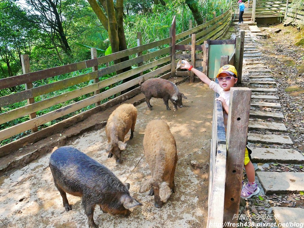 【新北景點】鹿羽松牧場,台版奈良在金山!!近距離餵食梅花鹿、綿羊豬、跳跳羊,孩子們的快樂天堂。 - 第40張圖 20