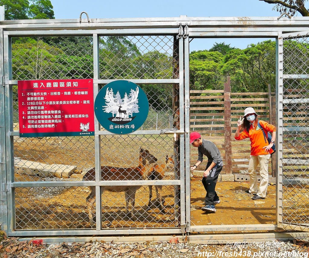 【新北景點】鹿羽松牧場,台版奈良在金山!!近距離餵食梅花鹿、綿羊豬、跳跳羊,孩子們的快樂天堂。 - 第51張圖 39-1