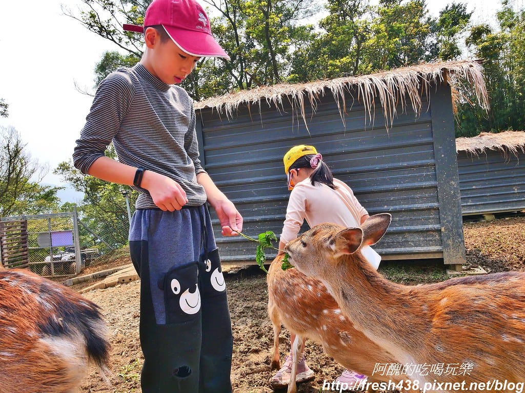 【新北景點】鹿羽松牧場,台版奈良在金山!!近距離餵食梅花鹿、綿羊豬、跳跳羊,孩子們的快樂天堂。 - 第58張圖 45-1