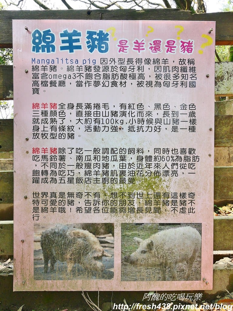 【新北景點】鹿羽松牧場,台版奈良在金山!!近距離餵食梅花鹿、綿羊豬、跳跳羊,孩子們的快樂天堂。 - 第37張圖 18