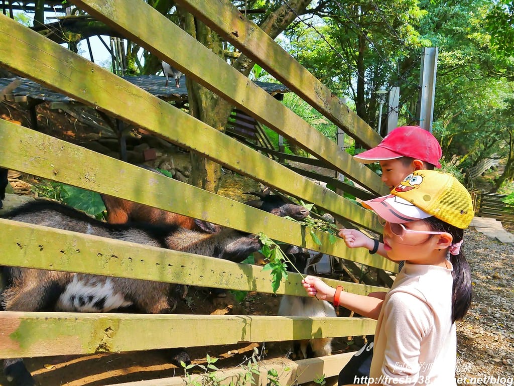 【新北景點】鹿羽松牧場,台版奈良在金山!!近距離餵食梅花鹿、綿羊豬、跳跳羊,孩子們的快樂天堂。 - 第46張圖 26