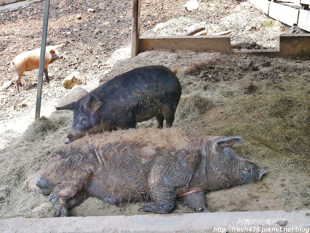 【新北景點】鹿羽松牧場,台版奈良在金山!!近距離餵食梅花鹿、綿羊豬、跳跳羊,孩子們的快樂天堂。 - 第38張圖 19