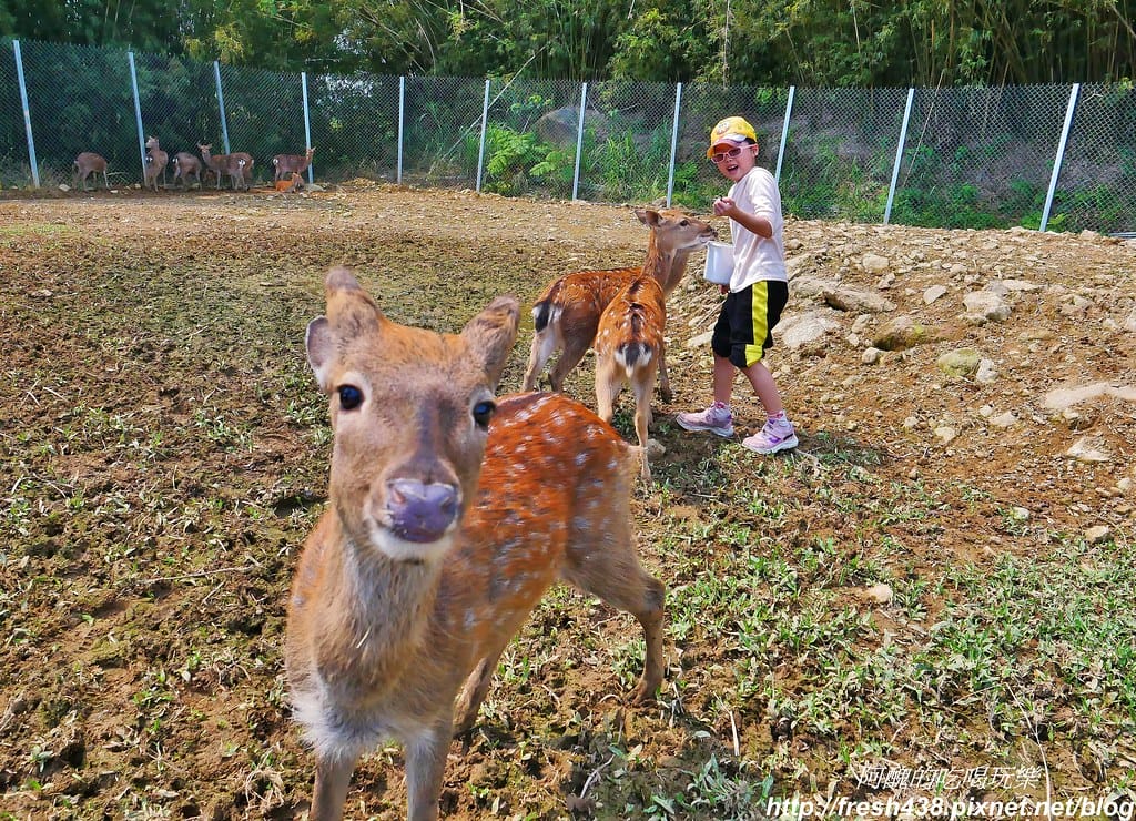 【新北景點】鹿羽松牧場,台版奈良在金山!!近距離餵食梅花鹿、綿羊豬、跳跳羊,孩子們的快樂天堂。 - 第64張圖 50