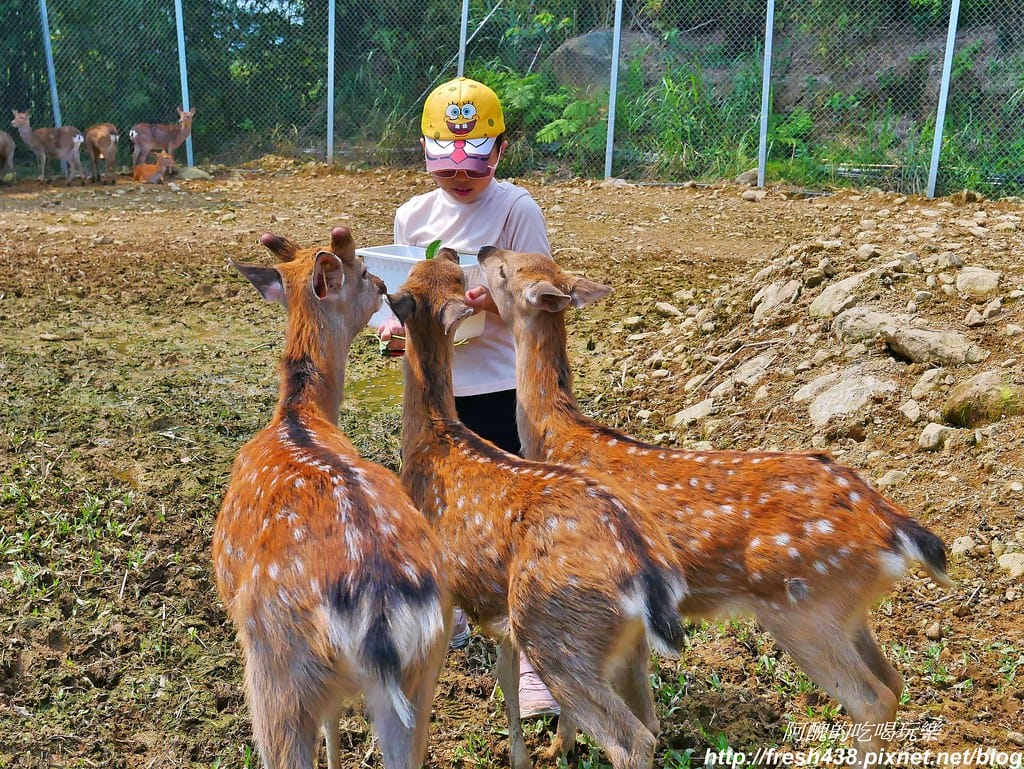 【新北景點】鹿羽松牧場,台版奈良在金山!!近距離餵食梅花鹿、綿羊豬、跳跳羊,孩子們的快樂天堂。 - 第62張圖 49