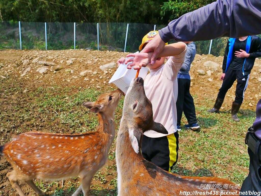 【新北景點】鹿羽松牧場,台版奈良在金山!!近距離餵食梅花鹿、綿羊豬、跳跳羊,孩子們的快樂天堂。 - 第66張圖 52
