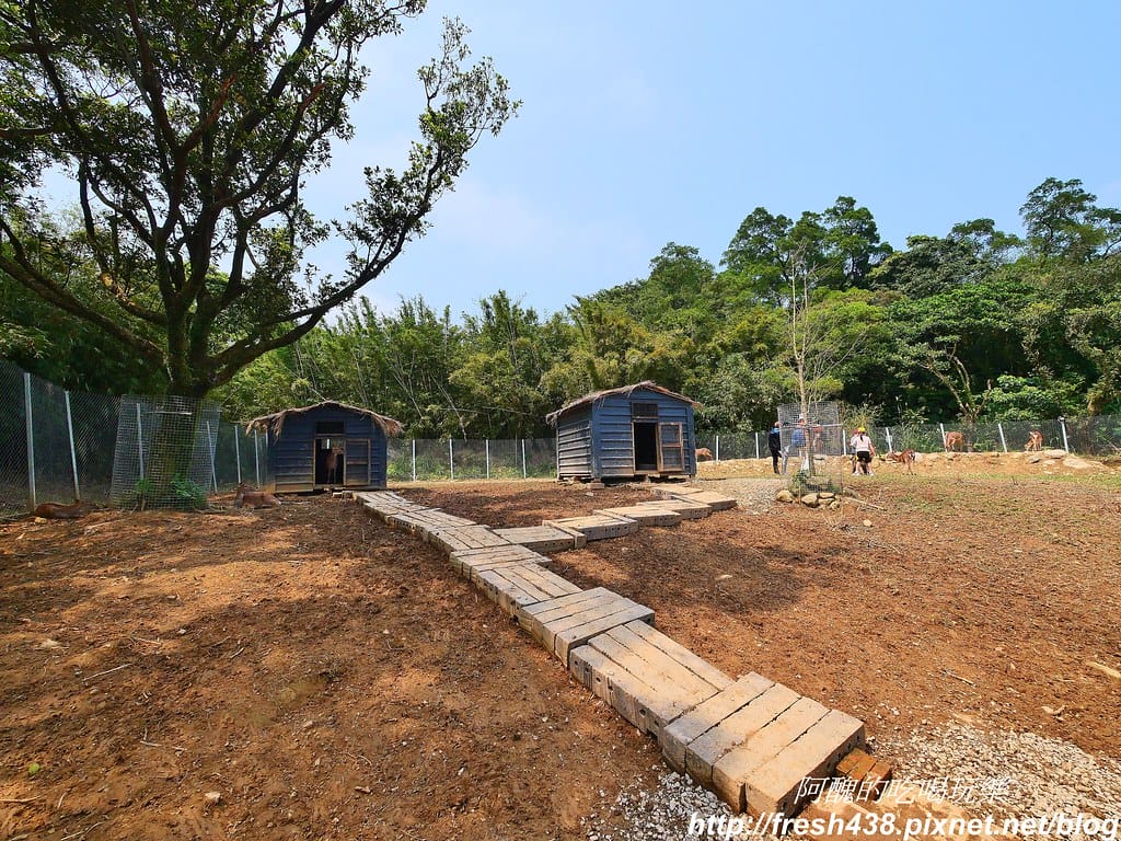 【新北景點】鹿羽松牧場,台版奈良在金山!!近距離餵食梅花鹿、綿羊豬、跳跳羊,孩子們的快樂天堂。 - 第52張圖 40