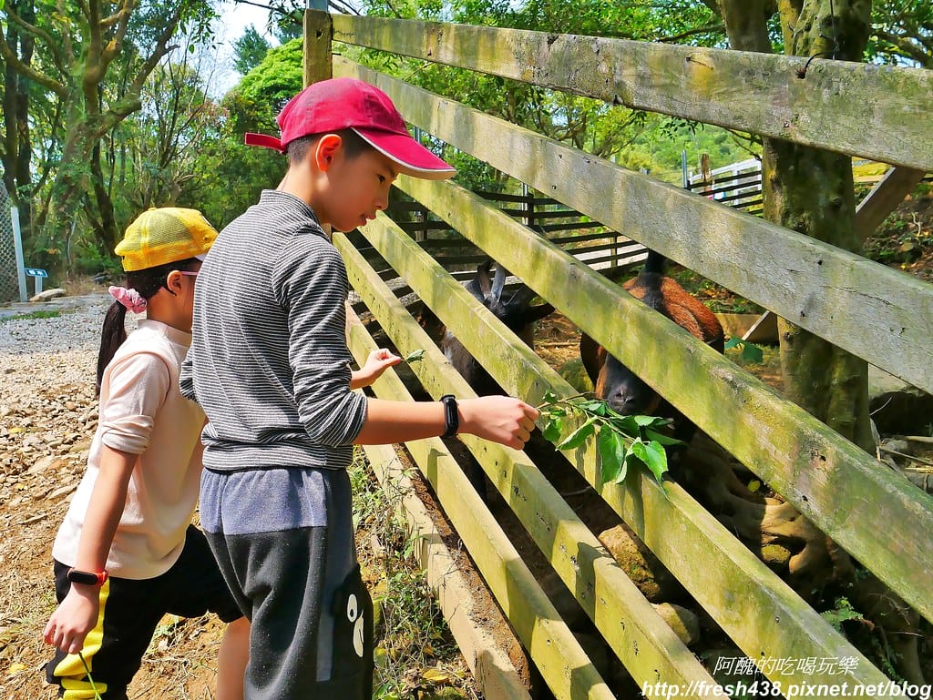 【新北景點】鹿羽松牧場,台版奈良在金山!!近距離餵食梅花鹿、綿羊豬、跳跳羊,孩子們的快樂天堂。 - 第47張圖 27