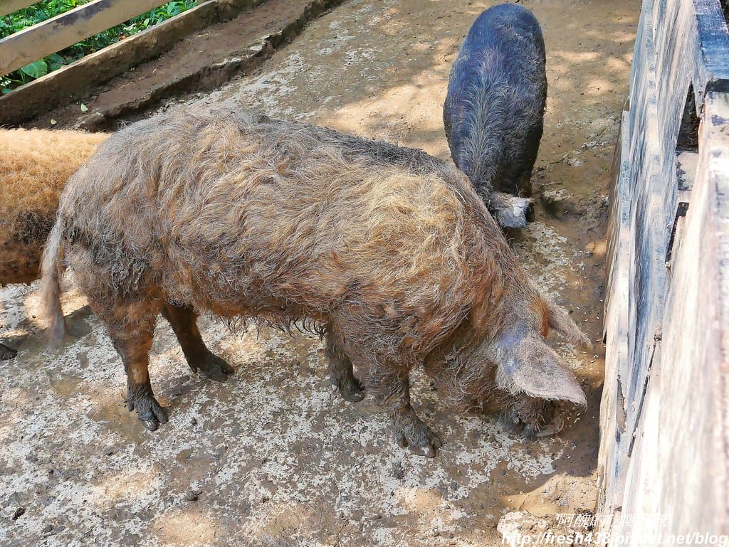 【新北景點】鹿羽松牧場,台版奈良在金山!!近距離餵食梅花鹿、綿羊豬、跳跳羊,孩子們的快樂天堂。 - 第41張圖 21