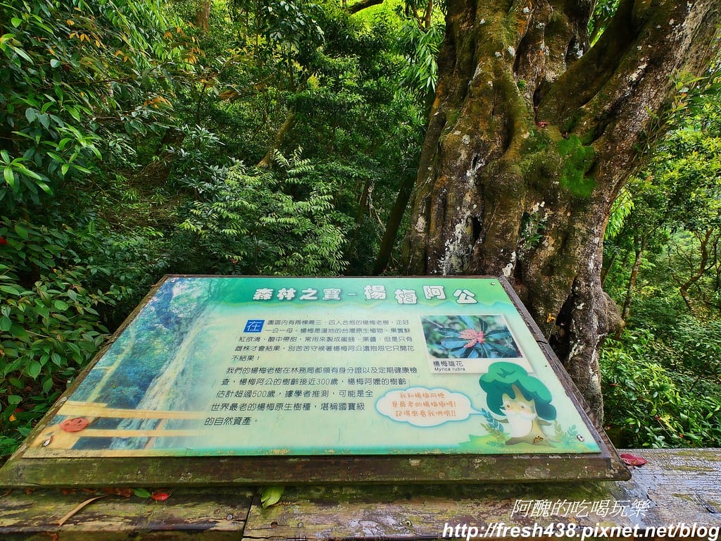 【新竹景點】馬武督探索森林、綠光森林、綠光小學,來場森林深呼吸,賞桐花正是時候! - 第64張圖 56