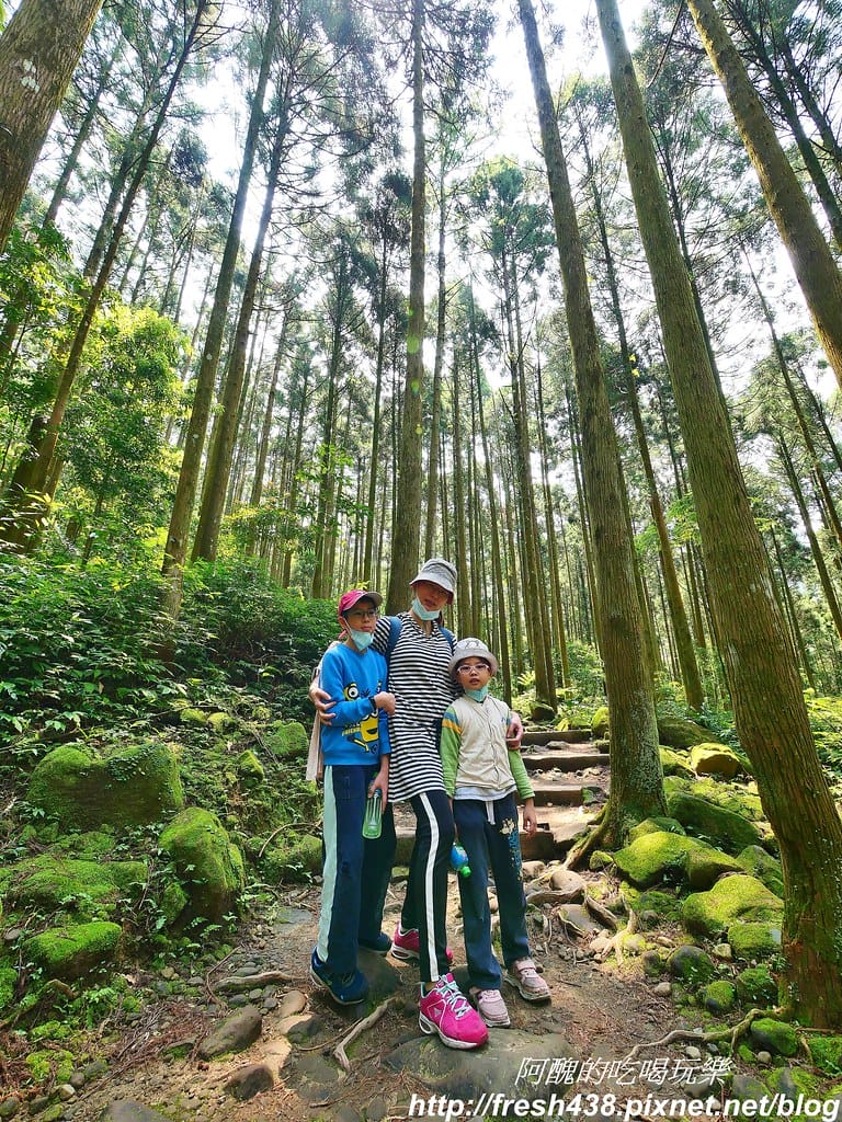 【新竹景點】馬武督探索森林、綠光森林、綠光小學,來場森林深呼吸,賞桐花正是時候! - 第33張圖 25