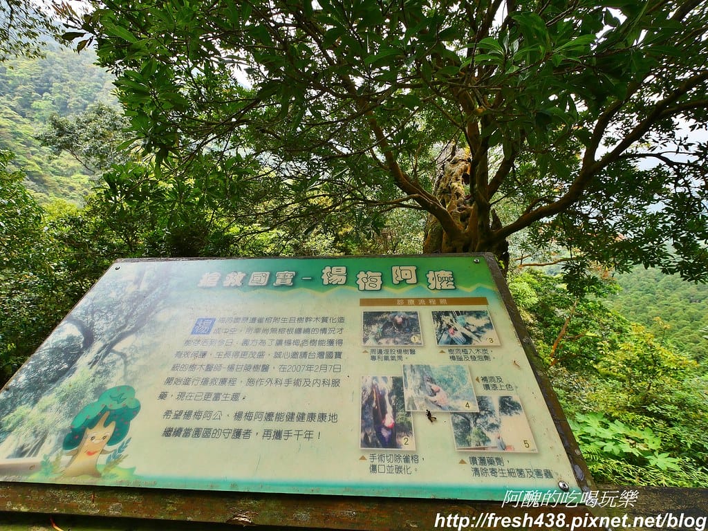 【新竹景點】馬武督探索森林、綠光森林、綠光小學,來場森林深呼吸,賞桐花正是時候! - 第61張圖 53