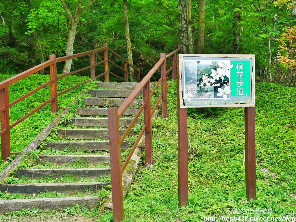【新竹景點】馬武督探索森林、綠光森林、綠光小學,來場森林深呼吸,賞桐花正是時候! - 第83張圖 75