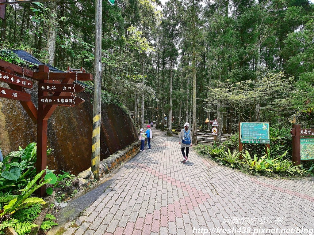 【新竹景點】馬武督探索森林、綠光森林、綠光小學,來場森林深呼吸,賞桐花正是時候! - 第20張圖 13