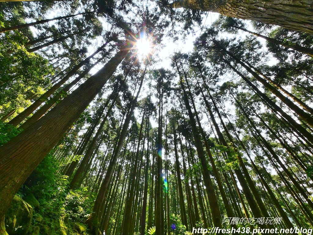 【新竹景點】馬武督探索森林、綠光森林、綠光小學,來場森林深呼吸,賞桐花正是時候! - 第34張圖 26
