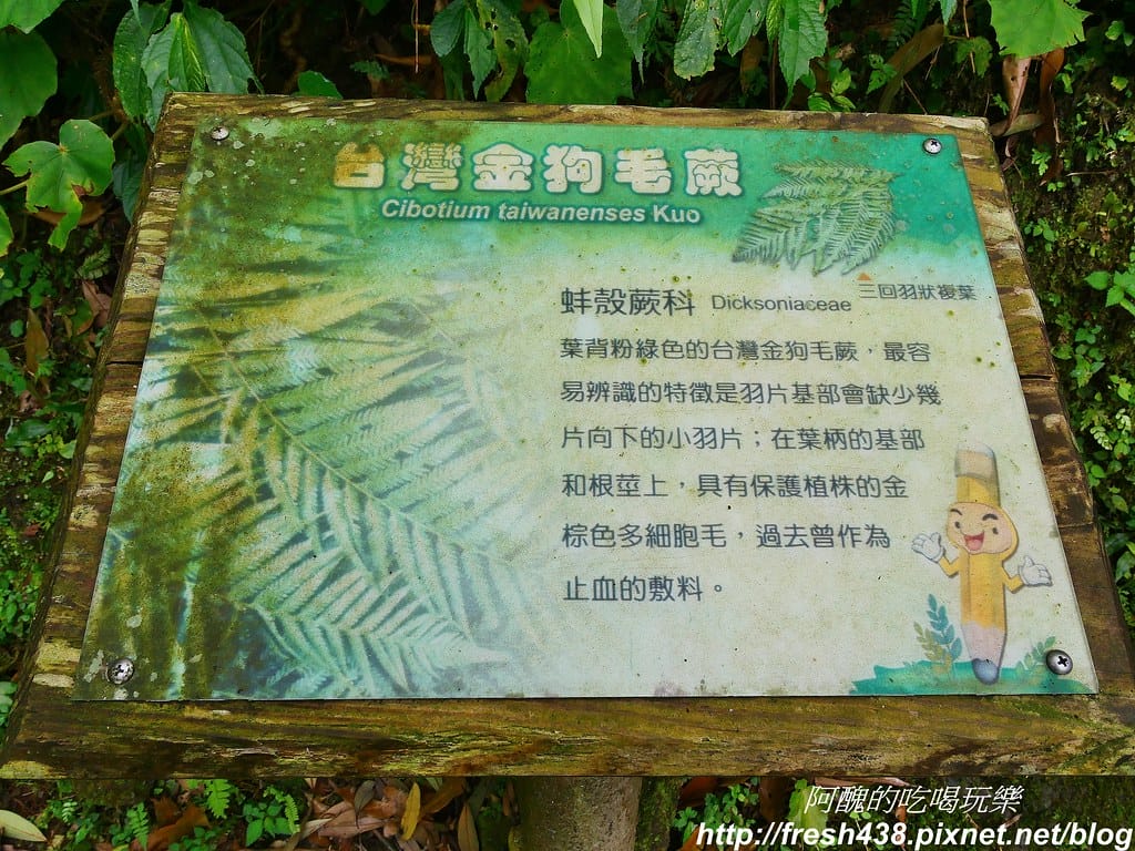 【新竹景點】馬武督探索森林、綠光森林、綠光小學,來場森林深呼吸,賞桐花正是時候! - 第47張圖 38