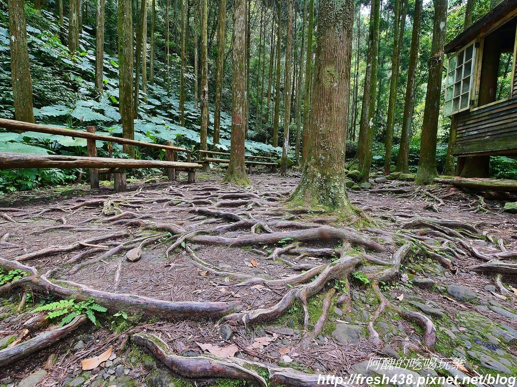 【新竹景點】馬武督探索森林、綠光森林、綠光小學,來場森林深呼吸,賞桐花正是時候! - 第42張圖 33