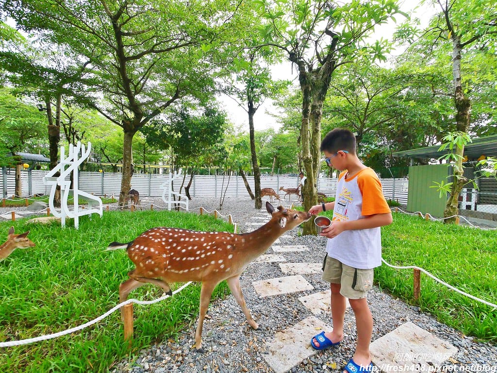 【宜蘭景點】田老爺鹿森林,冬山鄉最新親子景點,宜蘭梅花鹿農場又多一個新選擇!! - 第17張圖 17