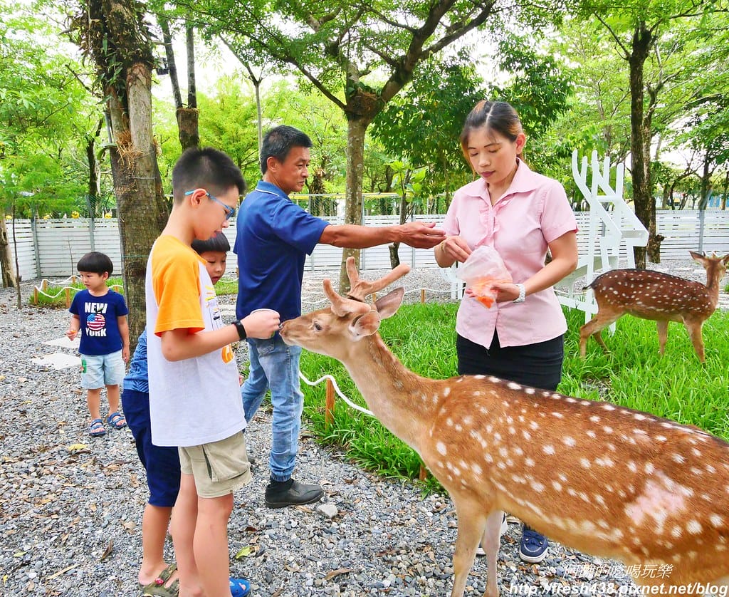 【宜蘭景點】田老爺鹿森林,冬山鄉最新親子景點,宜蘭梅花鹿農場又多一個新選擇!! - 第16張圖 16-3