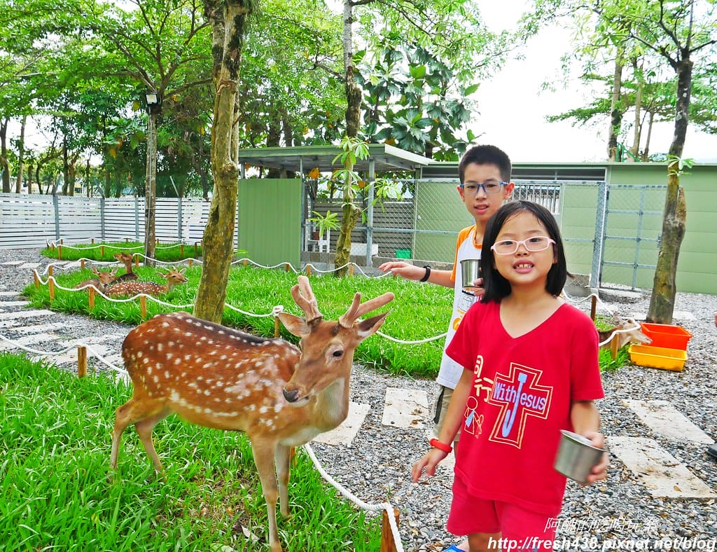 【宜蘭景點】田老爺鹿森林,冬山鄉最新親子景點,宜蘭梅花鹿農場又多一個新選擇!! - 第24張圖 P1800359