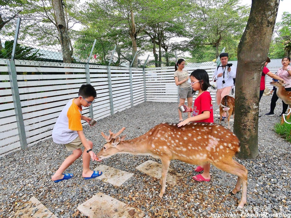 【宜蘭景點】田老爺鹿森林,冬山鄉最新親子景點,宜蘭梅花鹿農場又多一個新選擇!! - 第23張圖 23-2