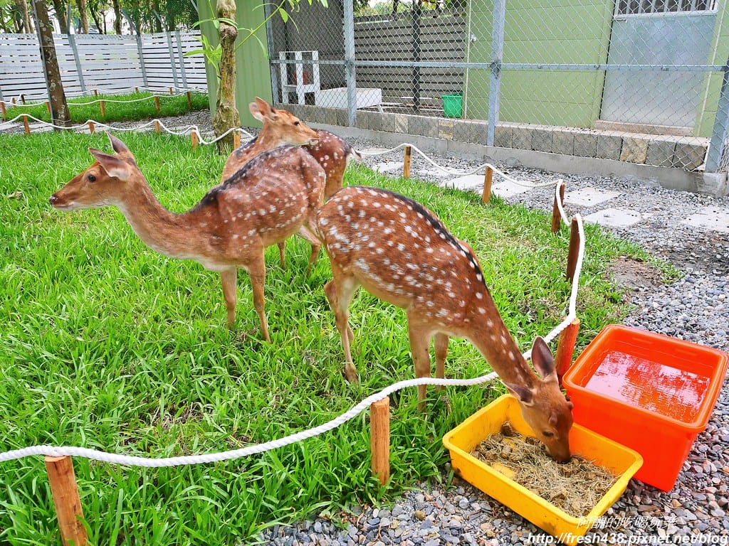 【宜蘭景點】田老爺鹿森林,冬山鄉最新親子景點,宜蘭梅花鹿農場又多一個新選擇!! - 第13張圖 16-1