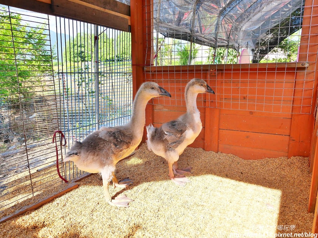 【宜蘭民宿】禾渼會館,溜滑梯房型、兒童戲水池、腳踏車齊備,早餐優質、房間超大的民宿。 - 第105張圖 75