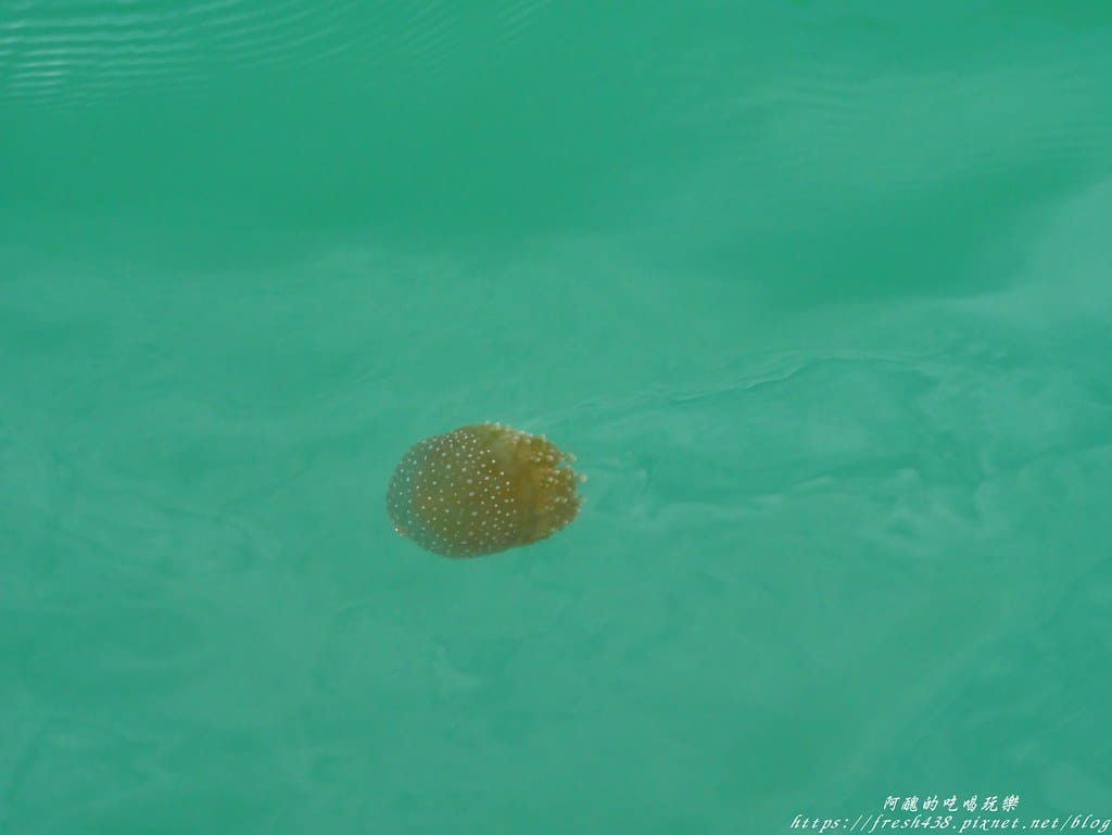 【馬來西亞旅遊】蘭卡威跳島行程,濕米島、孕婦島、水晶島,體驗海釣、觀賞餵老鷹、沙灘BBQ。 - 第56張圖 P1650645