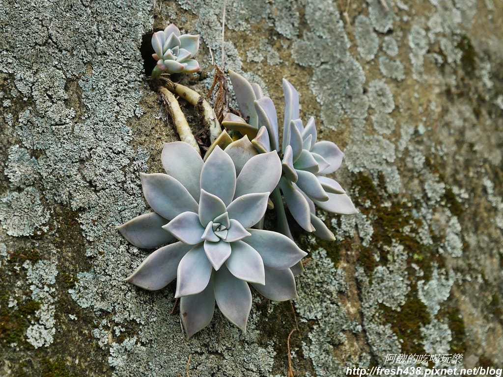 P1850431