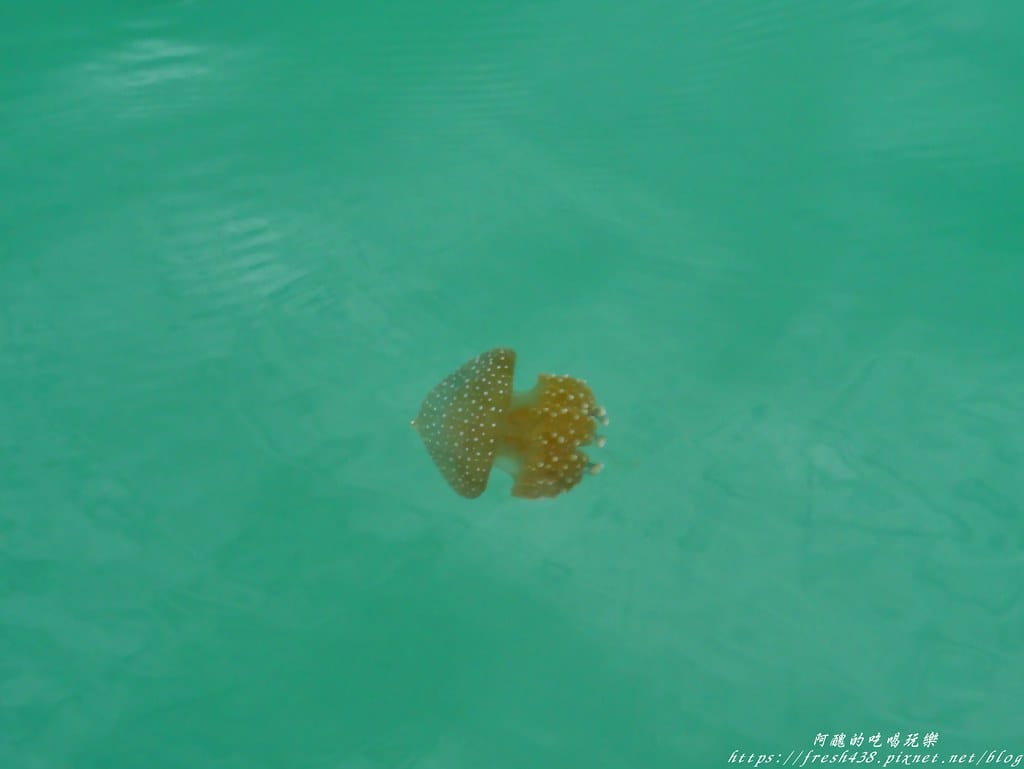 【馬來西亞旅遊】蘭卡威跳島行程,濕米島、孕婦島、水晶島,體驗海釣、觀賞餵老鷹、沙灘BBQ。 - 第57張圖 P1650646