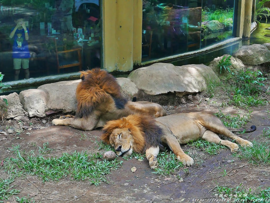 【印尼旅遊】峇里島野生動物園(Bali Safari & Marine Park),峇里島必遊景點,免費與動物拍照,還有兒童水上樂園可消暑。 - 第87張圖 89
