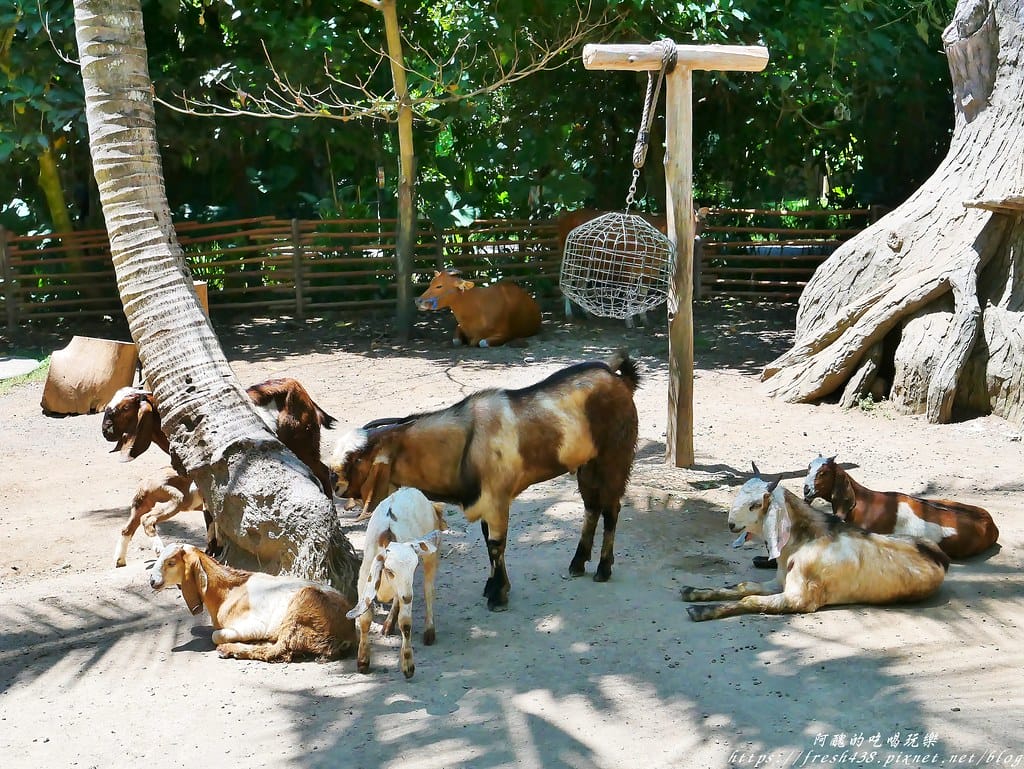 【印尼旅遊】峇里島野生動物園(Bali Safari & Marine Park),峇里島必遊景點,免費與動物拍照,還有兒童水上樂園可消暑。 - 第57張圖 44
