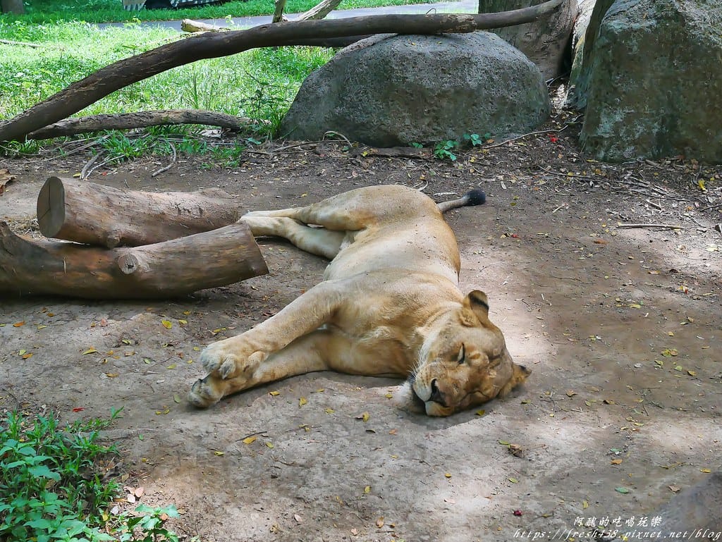 【印尼旅遊】峇里島野生動物園(Bali Safari & Marine Park),峇里島必遊景點,免費與動物拍照,還有兒童水上樂園可消暑。 - 第83張圖 85