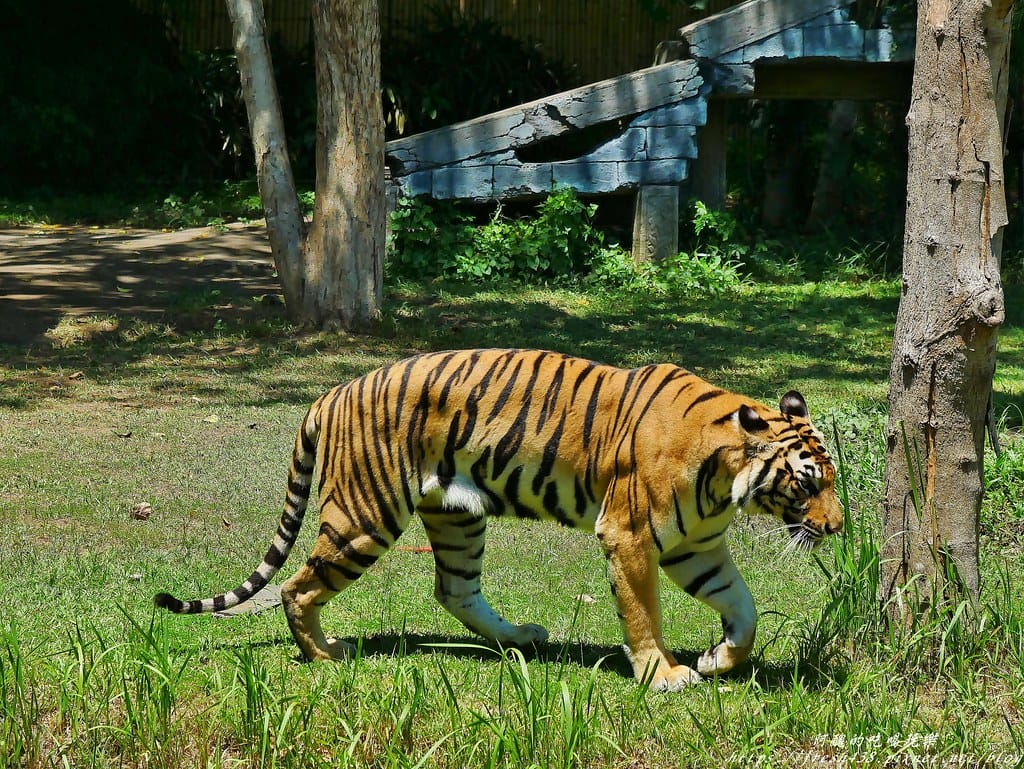 【印尼旅遊】峇里島野生動物園(Bali Safari & Marine Park),峇里島必遊景點,免費與動物拍照,還有兒童水上樂園可消暑。 - 第41張圖 29-1